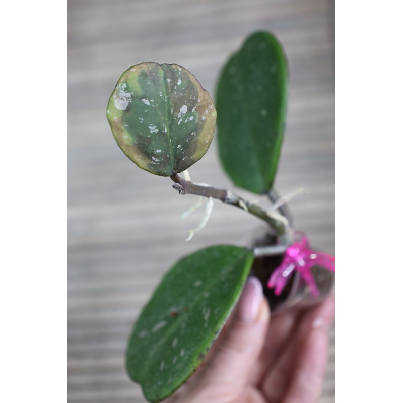 copy of Hoya obovata albomarginata 'Amelia' store with hoya flowers