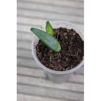 Dischidia dolichantha - rooted store with hoya flowers