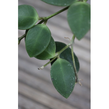 Hoya incurvula sp. Kendari store with hoya flowers