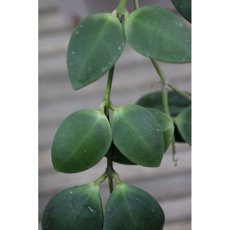 Hoya incurvula sp. Kendari store with hoya flowers