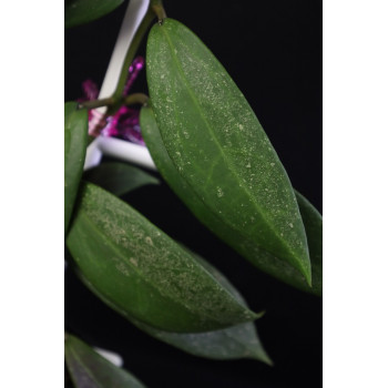 Hoya 'Moon Dust' ( ruthiae x parasitica pink ) store with hoya flowers