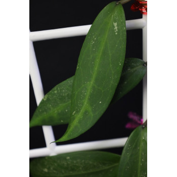 Hoya 'Moon Dust' ( ruthiae x parasitica pink ) store with hoya flowers