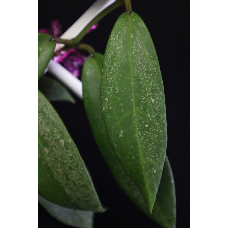 Hoya 'Moon Dust' ( ruthiae x parasitica pink ) store with hoya flowers