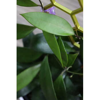 copy of Hoya 'Moon Dust' ( ruthiae x parasitica pink ) store with hoya flowers