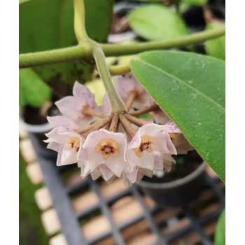 Hoya kapuasensis store with hoya flowers