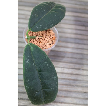 Hoya kapuasensis store with hoya flowers