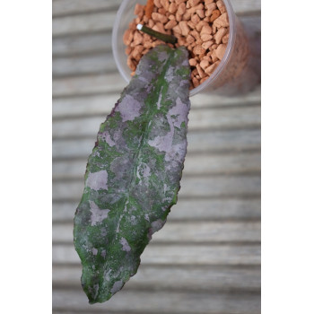 Hoya undulata SILVER ( full silver, long leaves ) internet store