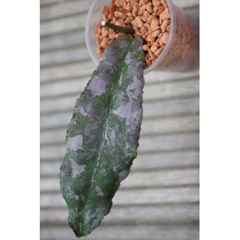 Hoya undulata SILVER ( full silver, long leaves ) store with hoya flowers