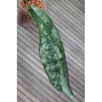 Hoya sp. Buntok SILVER store with hoya flowers