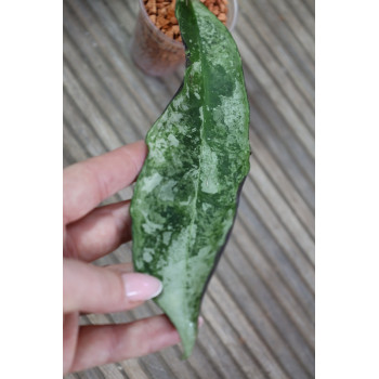 Hoya sp. Buntok SILVER store with hoya flowers