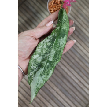 Hoya sp. Buntok SILVER store with hoya flowers