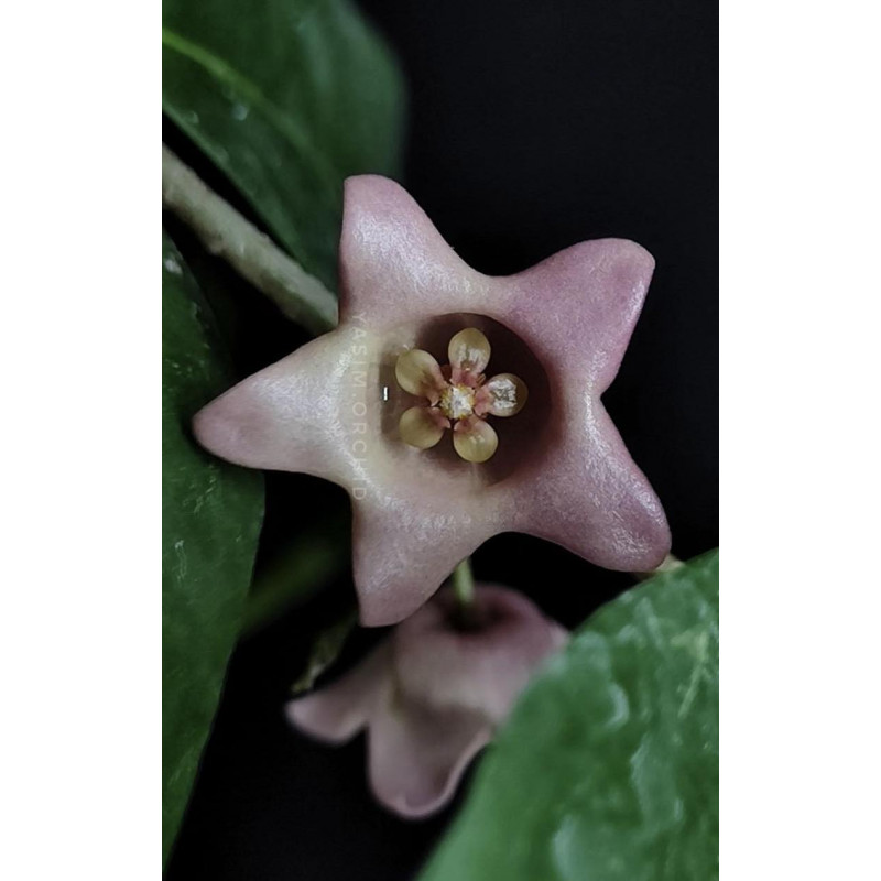 Hoya papuana store with hoya flowers