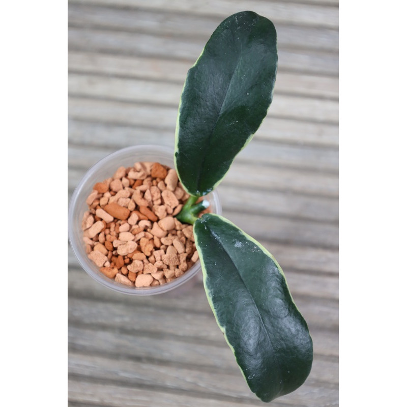 Hoya lobbii albomarginata - rooted store with hoya flowers