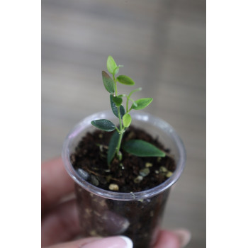 Hoya microphylla - rooted internet store