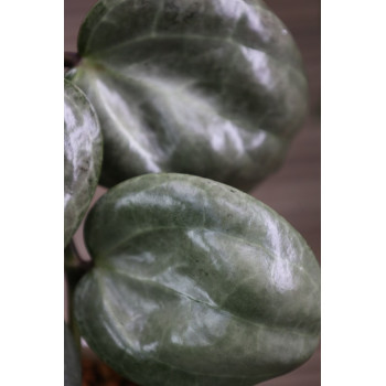 Hoya latifolia SILVER store with hoya flowers