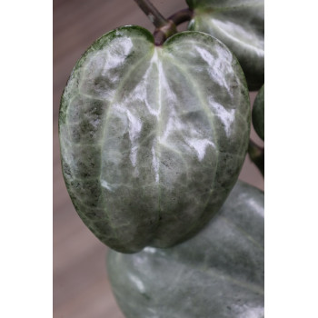 Hoya latifolia SILVER internet store