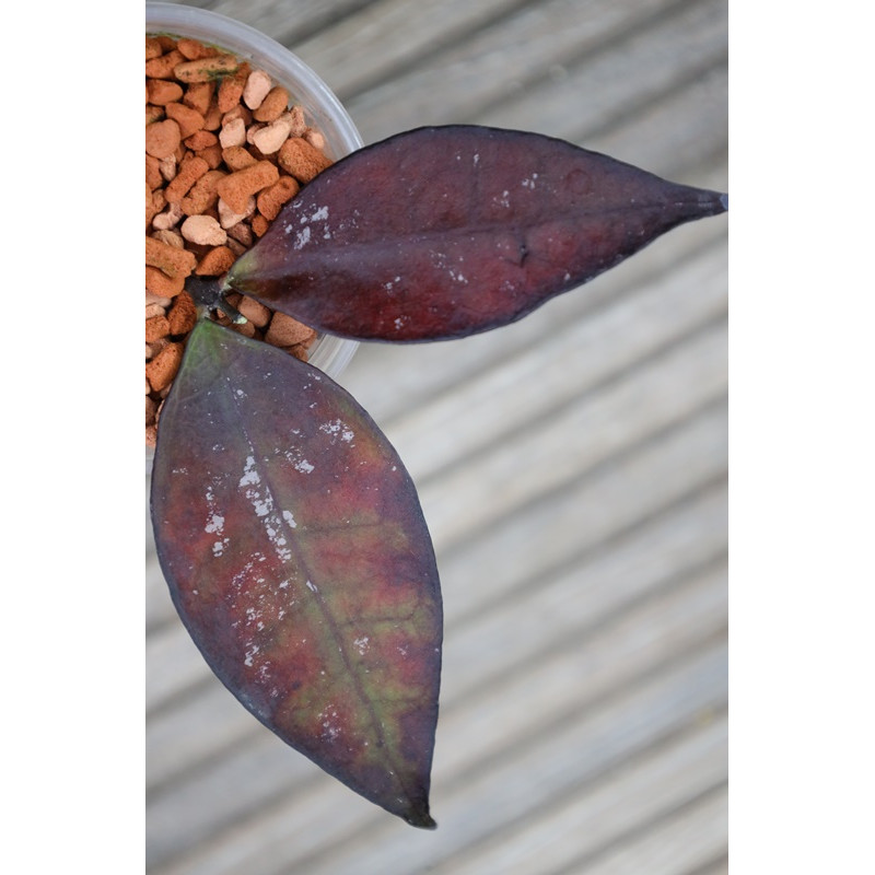 Hoya ignorata RED ( Kalimantan, Indonesia form ) - real photos sklep z kwiatami hoya