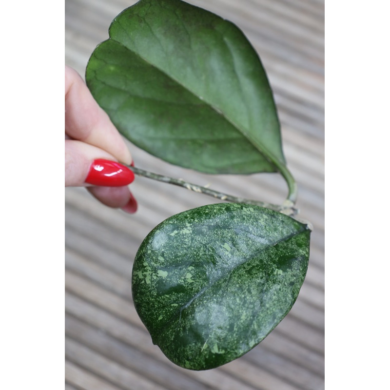 Hoya seedling by Patcharawalai store with hoya flowers