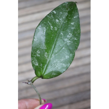 Hoya LP006 ( erythrina x caudata ) store with hoya flowers