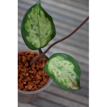 Hoya carnosa 'Madara' (GE Green Edge) store with hoya flowers