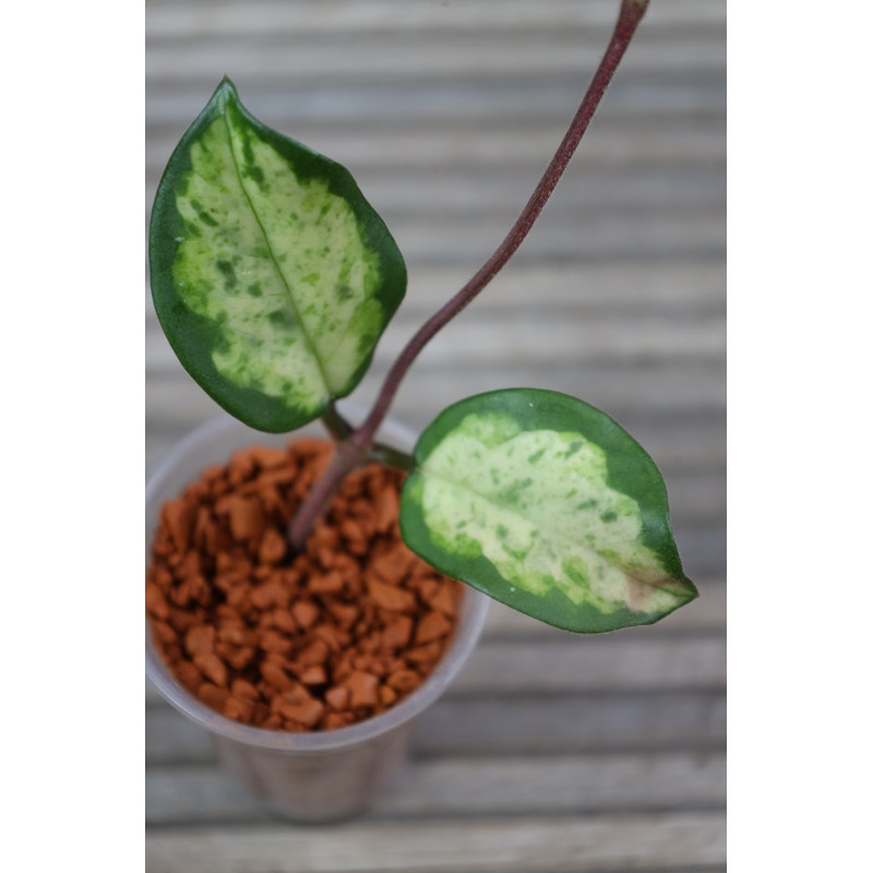 Hoya carnosa 'Madara' (GE Green Edge) store with hoya flowers