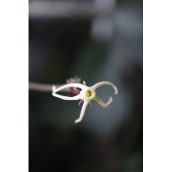 Papuahoya sp. /02/ (sp. Gurita) store with hoya flowers