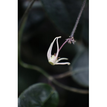 Papuahoya sp. /02/ (sp. Gurita) store with hoya flowers