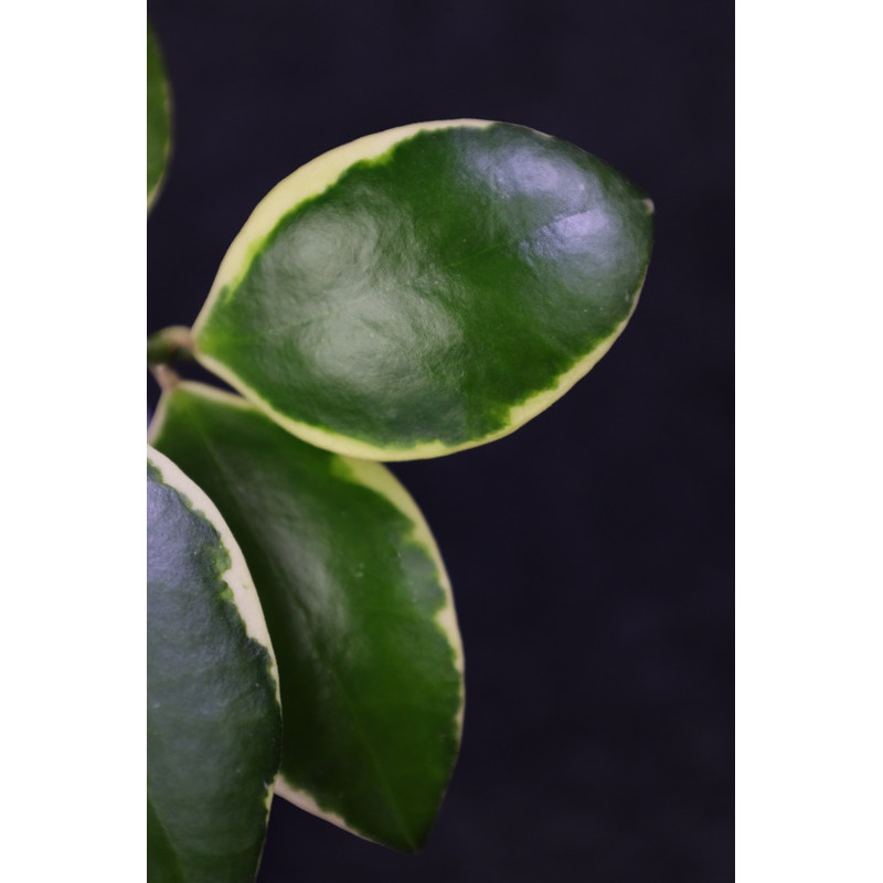 Hoya 'Palta' ( incurvula albomarginata ) store with hoya flowers