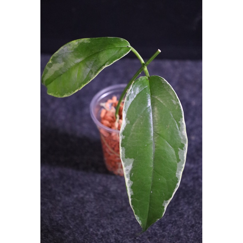 Hoya buotii albomarginata - rooted store with hoya flowers