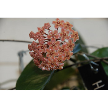 Hoya sp. NS05-072 store with hoya flowers