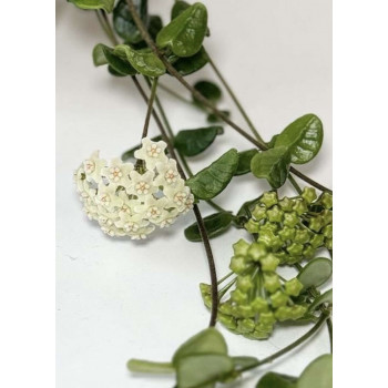 Hoya tengchongensis - rooted store with hoya flowers