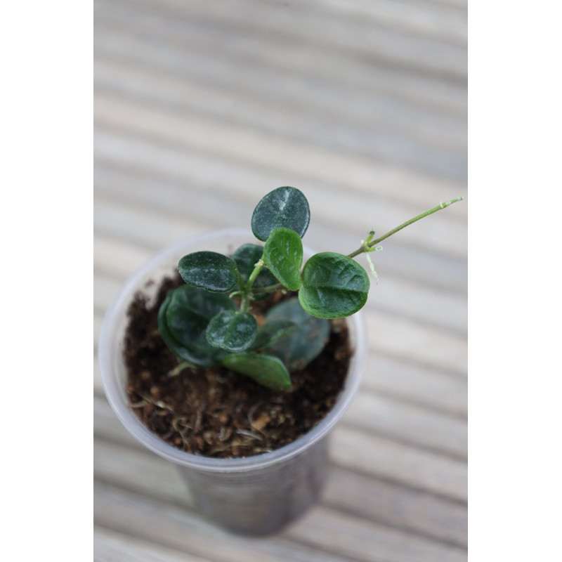 Hoya tengchongensis store with hoya flowers