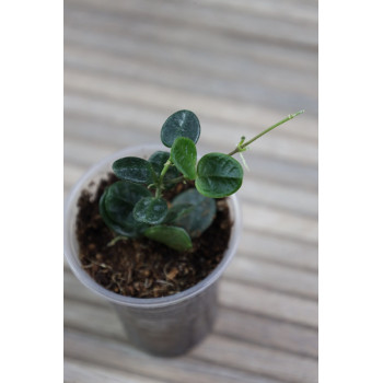 Hoya tengchongensis store with hoya flowers