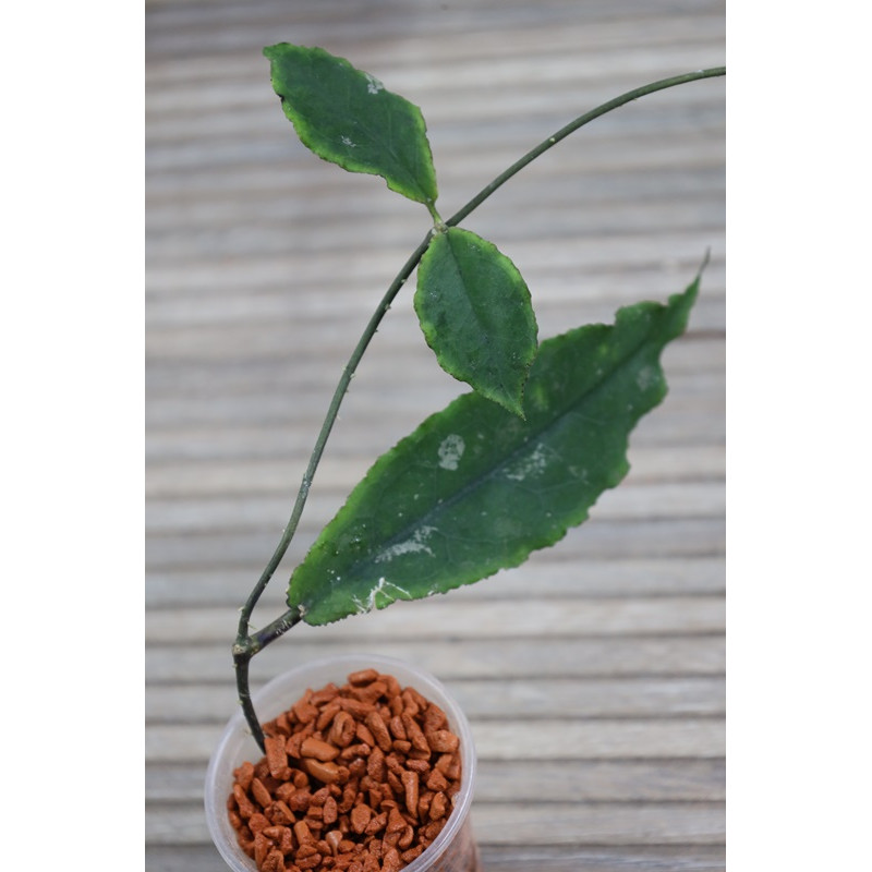 Hoya undulata BLACK ( long wavy leaves ) store with hoya flowers