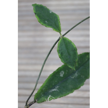 Hoya undulata BLACK ( long wavy leaves ) store with hoya flowers