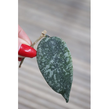 Hoya aff. flagellata SILVER store with hoya flowers