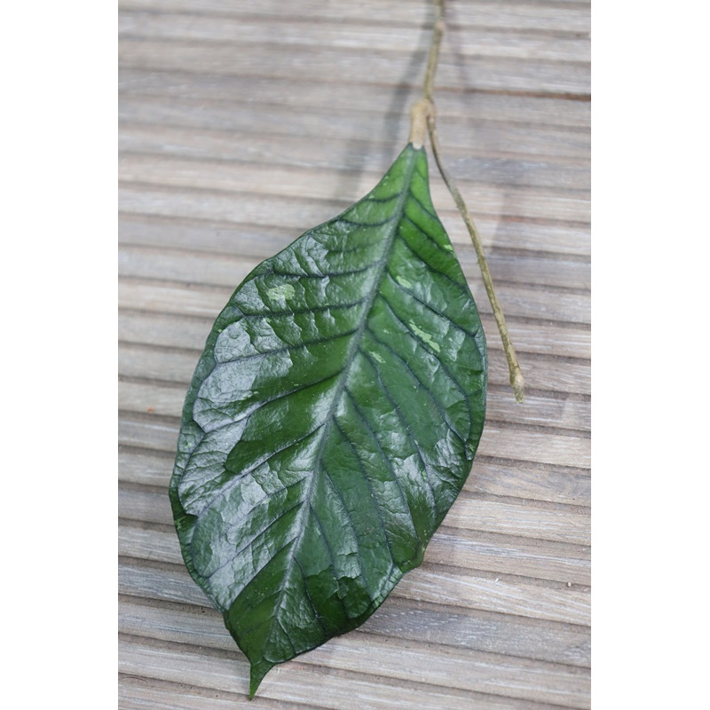 Hoya sp. Gunung Gading Indonesia store with hoya flowers