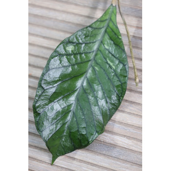 Hoya sp. Gunung Gading Indonesia store with hoya flowers