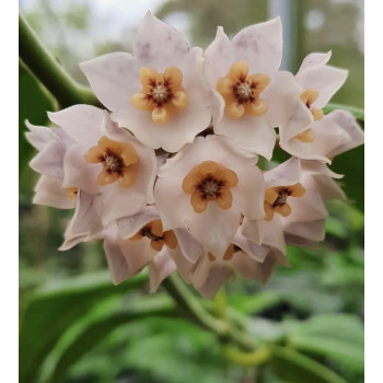 Hoya kapuasensis - real photos store with hoya flowers