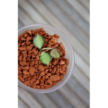 Hoya curtisii variegata ( inner variegated ) - rooted internet store