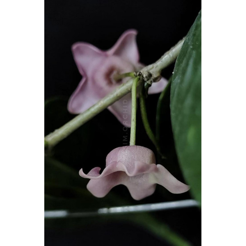 Hoya papuana - rooted store with hoya flowers