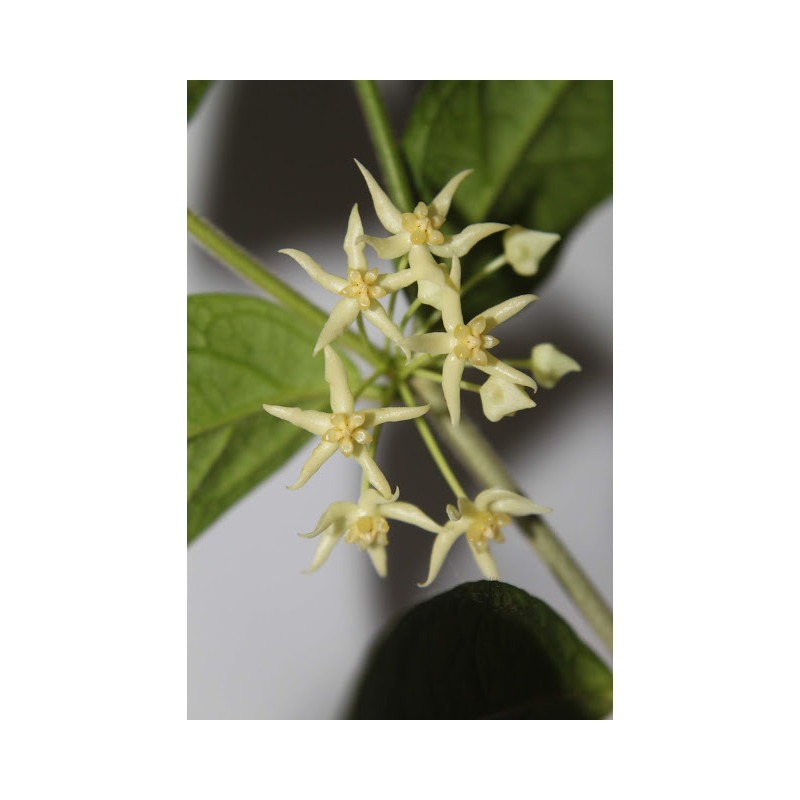 Hoya kipandiensis - rooted store with hoya flowers