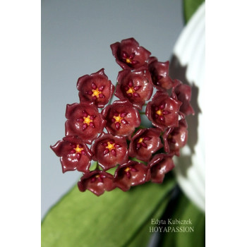 Hoya blashernaezii ssp. siariae red store with hoya flowers