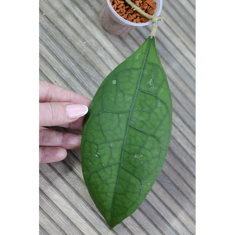 Hoya sp. Central Kalimantan Borneo - rooted store with hoya flowers