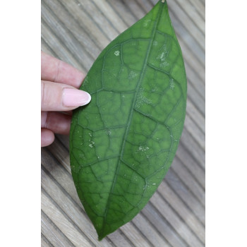 Hoya sp. Central Kalimantan Borneo - ukorzeniona sklep z kwiatami hoya