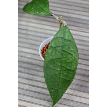 Hoya sp. Central Kalimantan Borneo - rooted store with hoya flowers