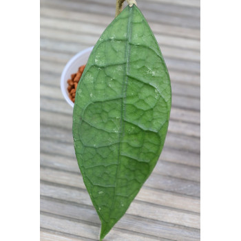 Hoya sp. Central Kalimantan Borneo - rooted store with hoya flowers