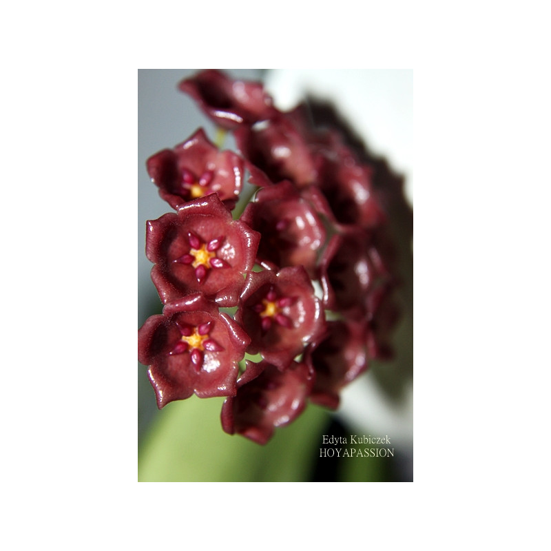 Hoya blashernaezii ssp. siariae red store with hoya flowers