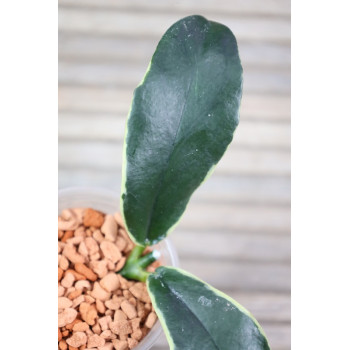 Hoya lobbii albomarginata - rooted store with hoya flowers