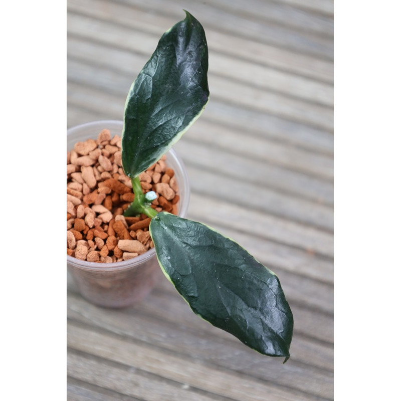 Hoya lobbii albomarginata - rooted store with hoya flowers